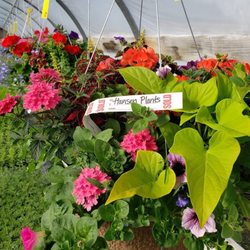 Hansen Plants