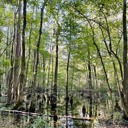 Stumpy Lake Natural Area