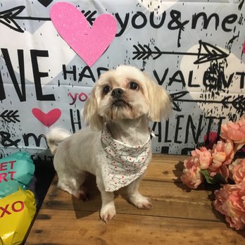 Dog Gone Crazy - Pet Groomers Near Me - Bakersfield, California