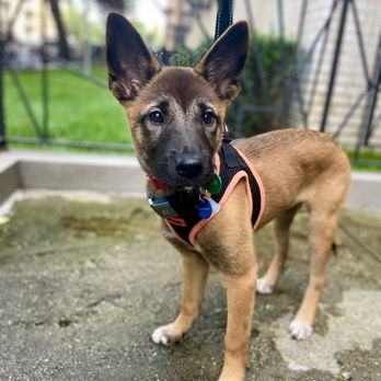 Korean K9 Rescue - Our third foster, Sungyun! - Animal Shelters Near Me - Astoria, New York