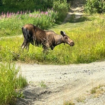 BrushBuck Wildlife Tours - Tours Near Me - Jackson, Wyoming