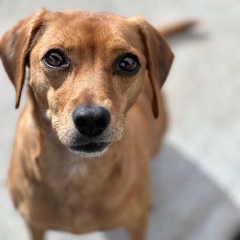 HaloK-9 - Pet Training Near Me - West Covina, California