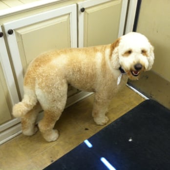 Doggie Dolittle Mobile Pet Grooming - Pet Groomers Near Me - Stanhope, New Jersey Doggie Dolittle Mobile Pet Grooming - Pet Groomers Near Me - Stanhope, New Jersey