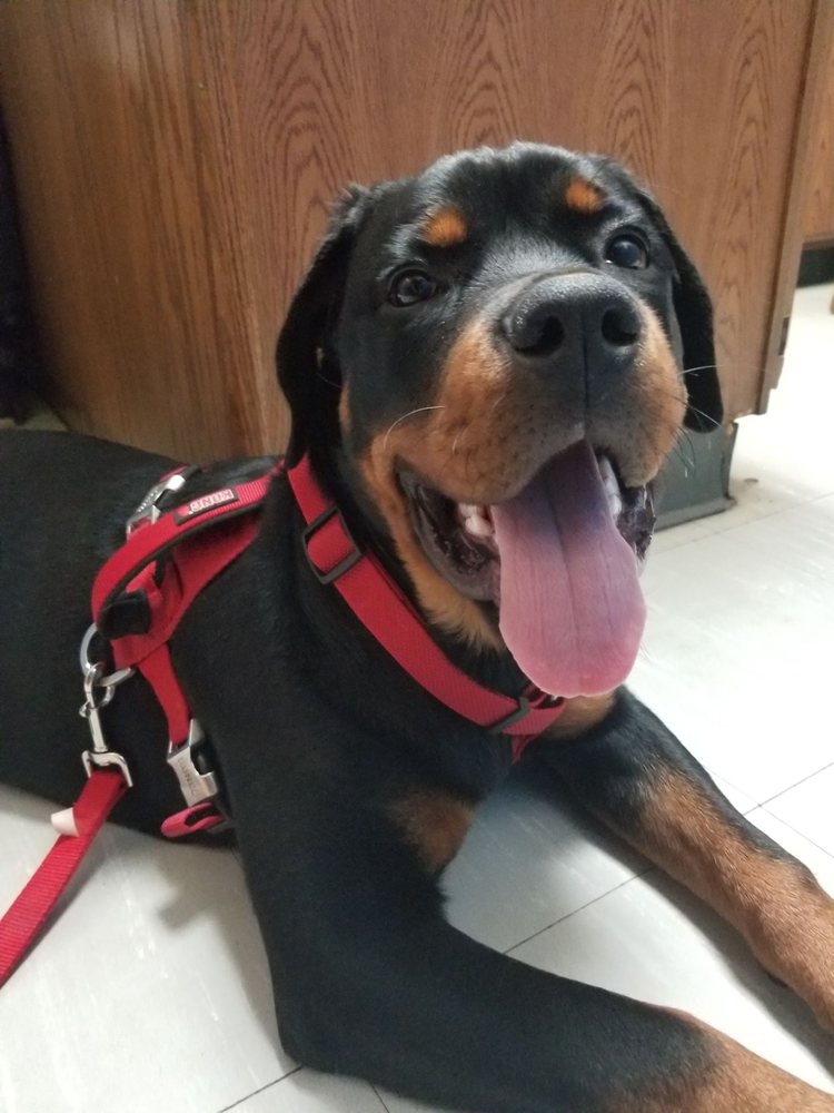 Veterinarians WALTON & HAARMANN VETERINARY CLINIC 407 E Jefferson