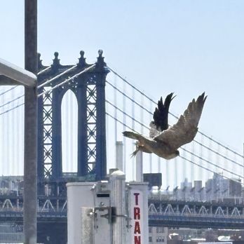 Manhattan Bridge - Eagle over Manhattan Bridge. Wish I could fly away lol - Landmarks & Historical Buildings Near Me Manhattan Bridge - Eagle over Manhattan Bridge. Wish I could fly away lol - Landmarks & Historical Buildings Near Me