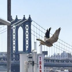 Eagle over Manhattan Bridge. Wish I could fly away lol