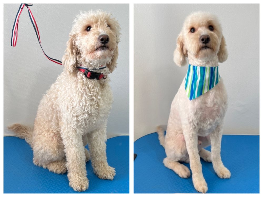 BARKHOUSE DOG GROOMING Updated June 2024 10 Photos Provo, Utah