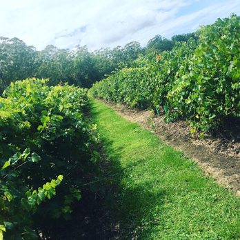 Bago Vineyard - Wineries Near Me - Wauchope, NSW Bago Vineyard - Wineries Near Me - Wauchope, NSW