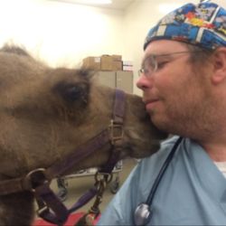 Anesthesia Veterinary Consulting