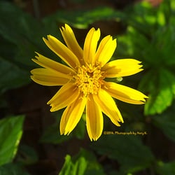 Bill Sadowski Park and Nature Center - A pretty dainty yellow flower grows around the banks of Bill Sadowski Park's canal (it's probably a weed, still pretty though).