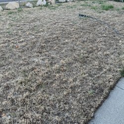 Weed Man - dead grass from the Weedman chemical