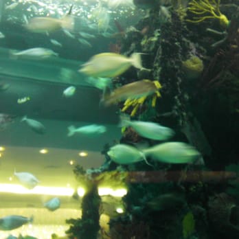 Chart House - Fishy! - Seafood Near Me - Las Vegas, Nevada Chart House - Fishy! - Seafood Near Me - Las Vegas, Nevada