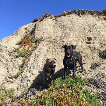 SF K9ers - Enjoying looking out towards that ocean blue these two! - Dog Walkers Near Me
