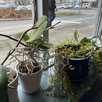 Paperback Cafe - Inside plants - American Near Me - Old Saybrook, Connecticut