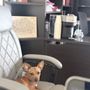 Photo of Sunrise Veterinary Clinic