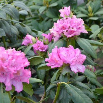 Lawnworks - pink rhododenous flowers in a garden - Lawn Services Near Me - Rochester, Pennsylvania Lawnworks - pink rhododenous flowers in a garden - Lawn Services Near Me - Rochester, Pennsylvania