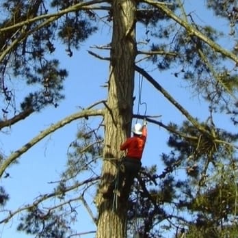 Tree Care - Tree Services Near Me - Wayne, New Jersey Tree Care - Tree Services Near Me - Wayne, New Jersey