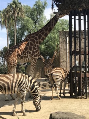 Melbourne Zoo by null