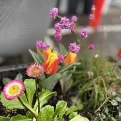 The Islander Cafe - The cutest flowers in front