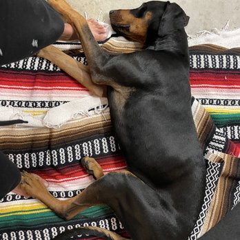 North County Canine Training - hours after we got home - so skinny, frail and scarred - Pet Training Near Me - Bonsall, California North County Canine Training - hours after we got home - so skinny, frail and scarred - Pet Training Near Me - Bonsall, California