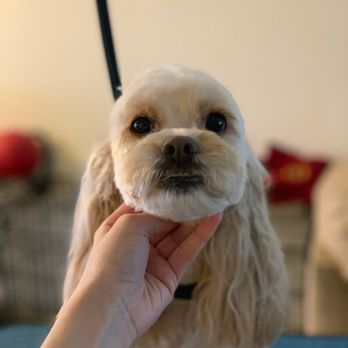 Untamed Pet - Pet Groomers Near Me Untamed Pet - Pet Groomers Near Me