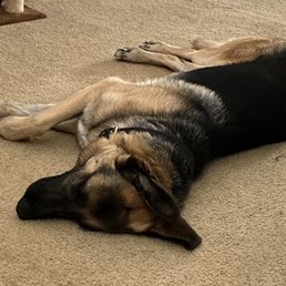 My sweet dog Floppy
