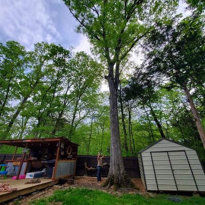 Tree Removal - Call for free estimate