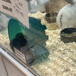 Pet World - Chinchilla