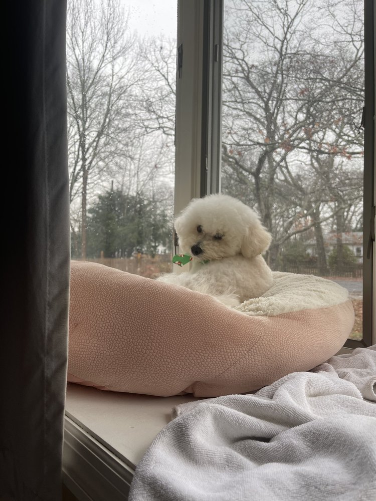 GUNTHER’S GROOMING HOUSE Updated October 2024 57 Breston Dr E