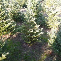 Leo's Tree Farm - All sizes available