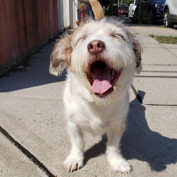 Pawfessional Pet Care - John always sends great pics of puppy on walks! - Pet Boarding Near Me - Jersey City, New Jersey