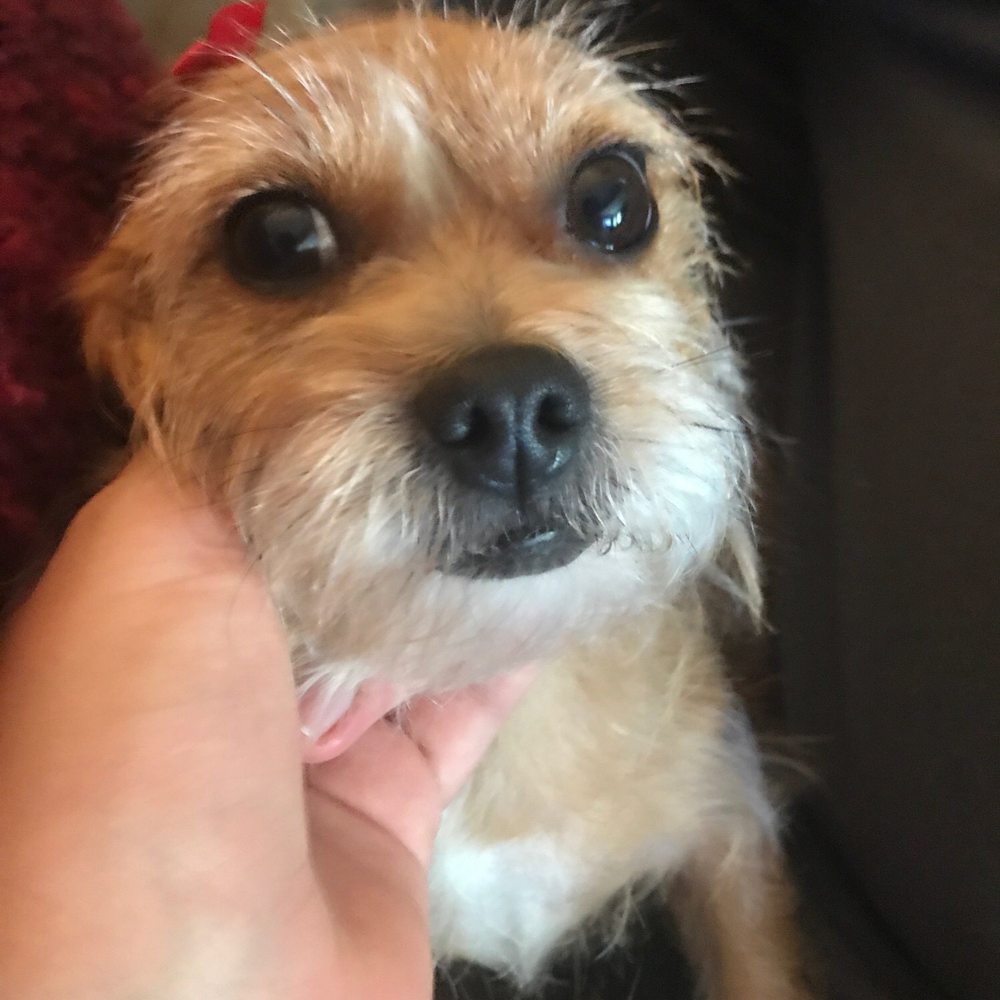 My other dog after her cut My other dog after her cut