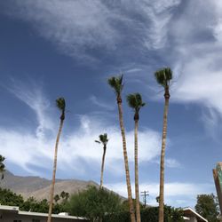 Palm Desert Tree Service