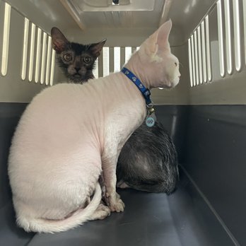 Northridge Veterinary Center - Pinky and Ruby going to the vet - Veterinarians Near Me - Northridge, California Northridge Veterinary Center - Pinky and Ruby going to the vet - Veterinarians Near Me - Northridge, California