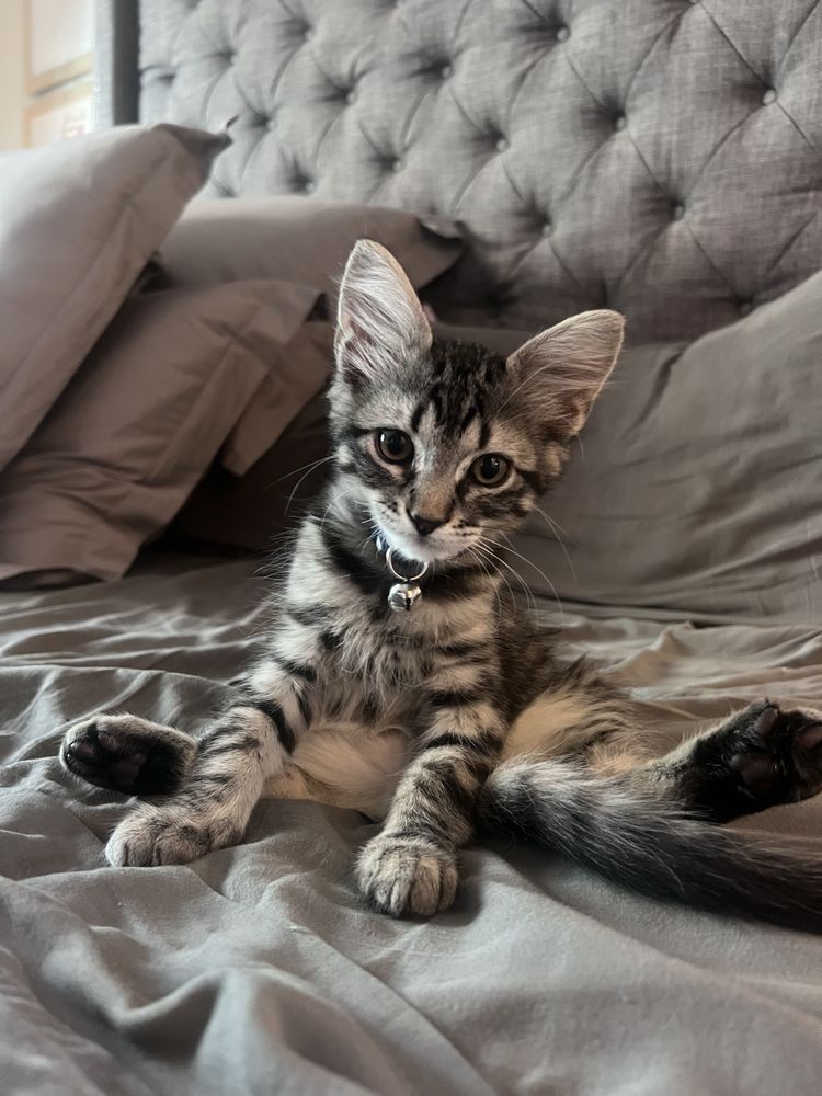 TODAY TOMORROW FOREVER ANIMAL RESCUE Updated May 2024 21 Photos Escondido, California