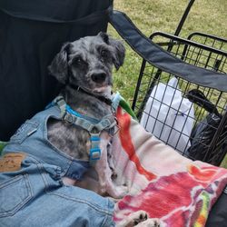 Bronx Veterinary Center - Our Newest Member Charlie enjoying his first outing with us