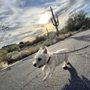 Photo of Paws & Claws Pet Sitting and Dog Walking Services