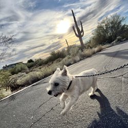 Paws & Claws Pet Sitting and Dog Walking Services - Dog walking at its finest!
