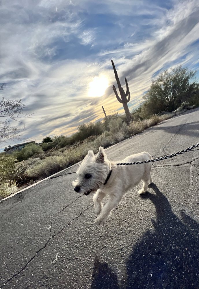 Paws & Claws Pet Sitting and Dog Walking Services - pet boarding facility in Cave Creek, AZ