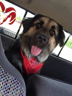 Noahs Ark Animal Clinics Ft Wright 12 Photos 51 Reviews Veterinarians 3339 Madison Pike Fort Wright Ky United States Phone Number