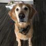 Photo of Loyal friend dog grooming