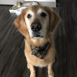 Loyal friend dog grooming
