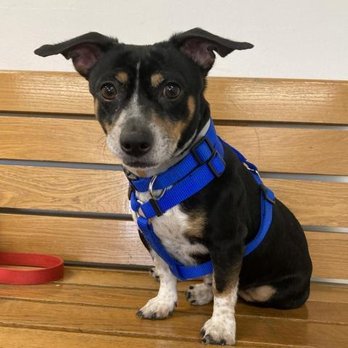 Bideawee Manhattan Adoption Center - Animal Shelters Near Me - New York, New York