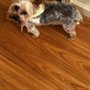 Photo of Pet Styles By Amy