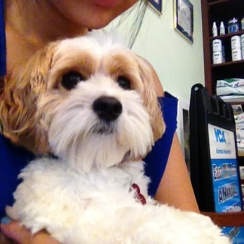 mill plain animal hospital