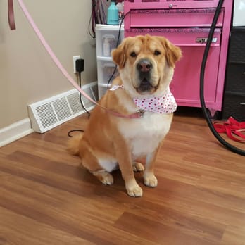 Posh Paws by Devon - Uniquely beautiful - Pet Groomers Near Me - Jackson, Michigan Posh Paws by Devon - Uniquely beautiful - Pet Groomers Near Me - Jackson, Michigan