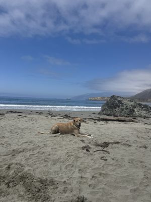 Sand Dollar Beach by null