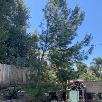 Ortega's Jr Tree Service - Tree we had removed - Tree Services Near Me - Riverside , California
