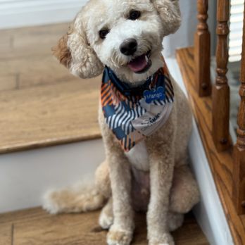 Pampered Your Pet - Pet Groomers Near Me - Tonopah, Arizona Pampered Your Pet - Pet Groomers Near Me - Tonopah, Arizona