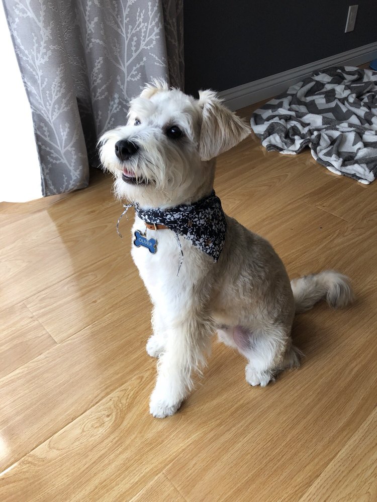 mini schnauzer bichon mix